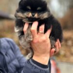 Kayris-male-Pomeranian-puppy-for-sale-4