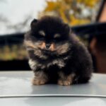 Kayris-male-Pomeranian-puppy-for-sale-5