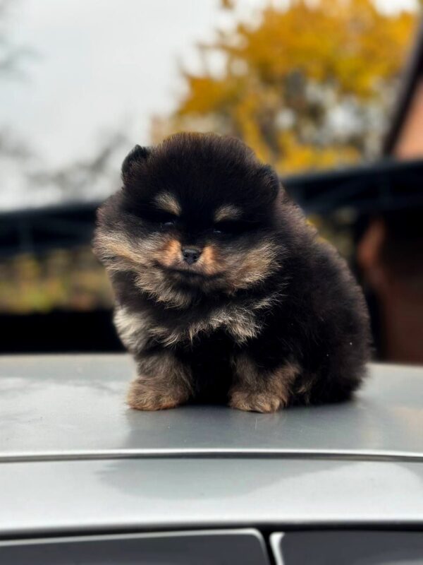 Kayris Pomeranian