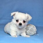 Kelvin-male-Chihuahua-puppy-for-sale-UPD-1