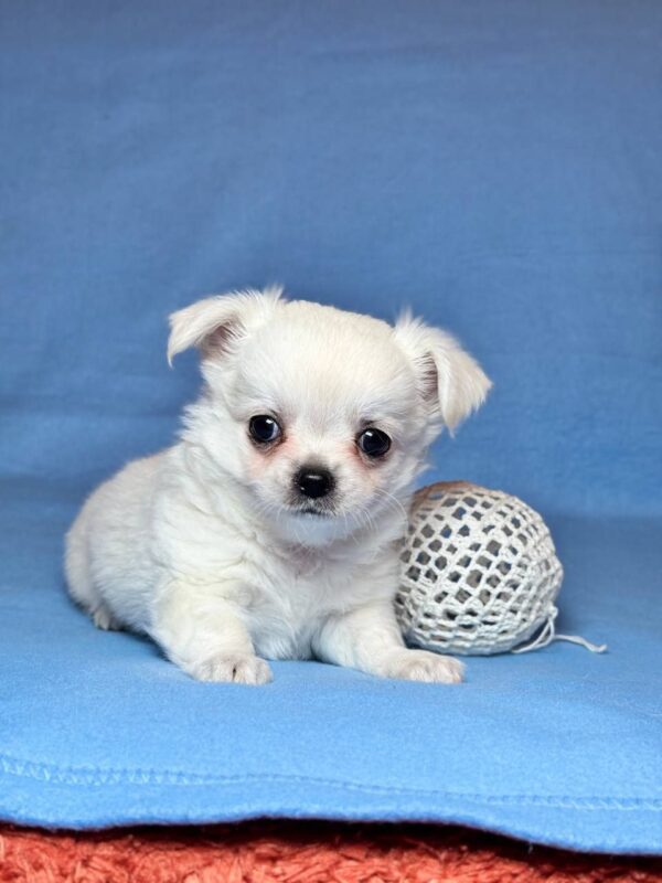 Kelvin Chihuahua Kelvin Chihuahua