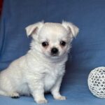 Kelvin-male-Chihuahua-puppy-for-sale-UPD-2