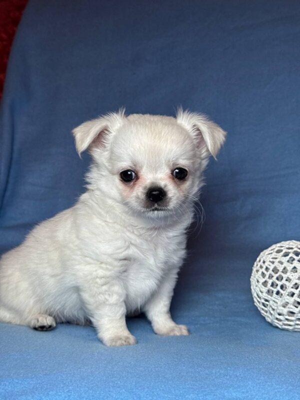 Kelvin Chihuahua Kelvin Chihuahua