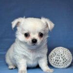 Kelvin-male-Chihuahua-puppy-for-sale-UPD-3