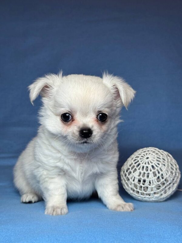 Kelvin Chihuahua Kelvin Chihuahua