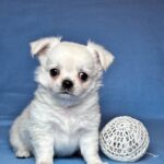 Kelvin-male-Chihuahua-puppy-for-sale-UPD-4