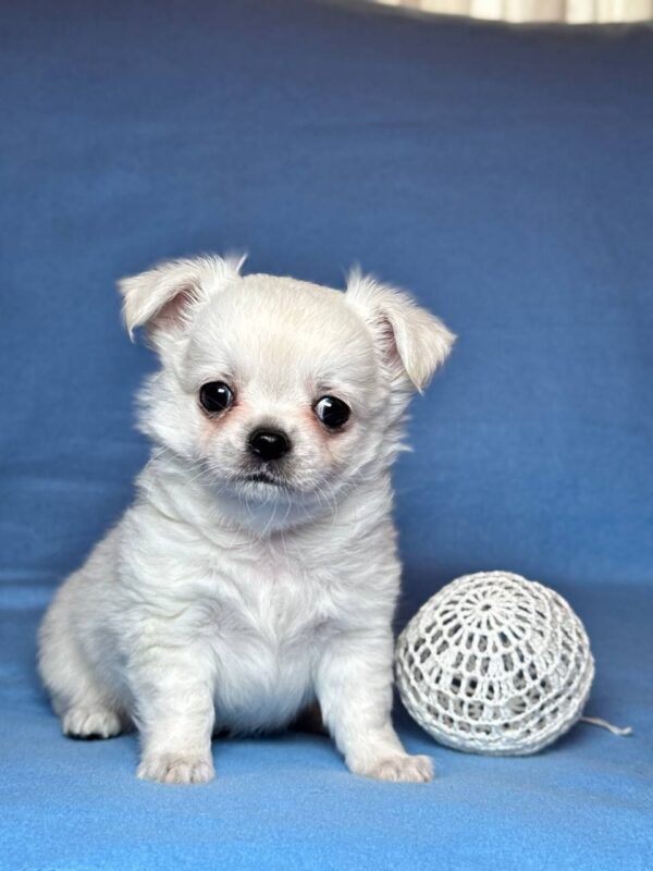 Kelvin Chihuahua Kelvin Chihuahua