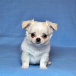 Killian-male-Chihuahua-puppy-for-sale-UPD-1
