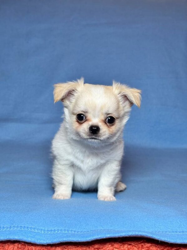 Killian Chihuahua Killian Chihuahua