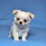 Killian-male-Chihuahua-puppy-for-sale-UPD-2