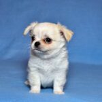 Killian-male-Chihuahua-puppy-for-sale-UPD-3