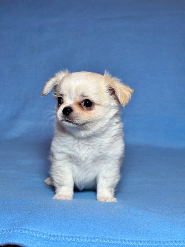 Killian Chihuahua Killian Chihuahua