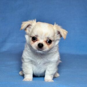 Killian Chihuahua Killian Chihuahua