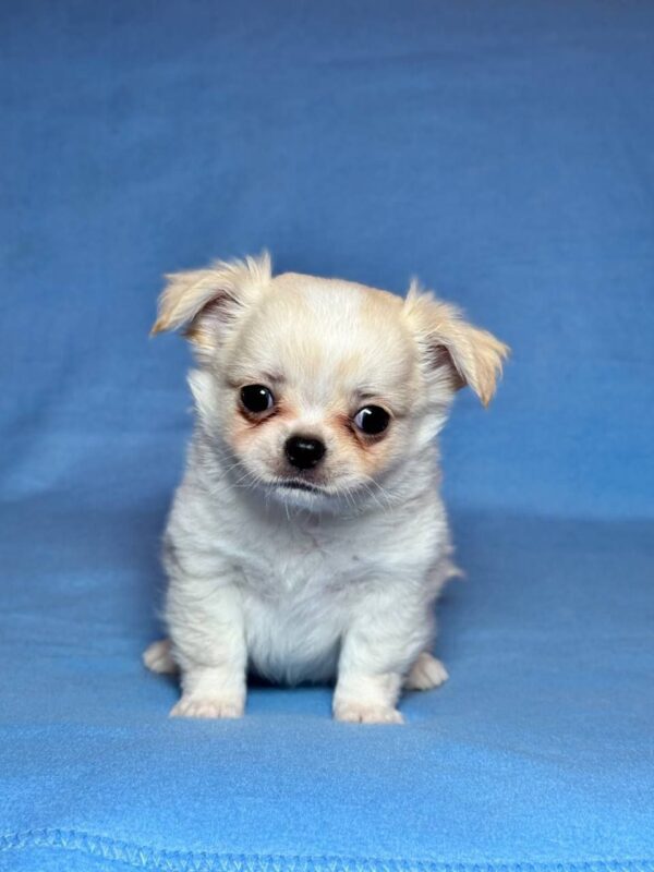 Killian Chihuahua Killian Chihuahua