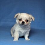 Killian-male-Chihuahua-puppy-for-sale-UPD-5