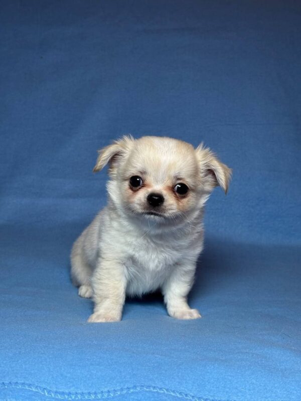 Killian Chihuahua Killian Chihuahua