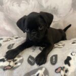Klaus-male-Brabant-Griffon-puppy-for-sale-1 (1)