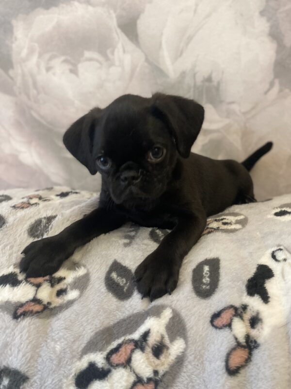 Klaus Brabant Griffon Klaus Brabant Griffon