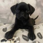 Klaus-male-Brabant-Griffon-puppy-for-sale-1 (2)