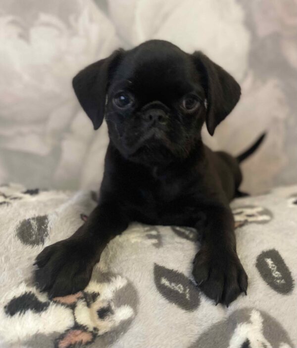 Klaus Brabant Griffon Klaus Brabant Griffon