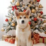 Kodi-male-Akita-puppy-for-sale-2