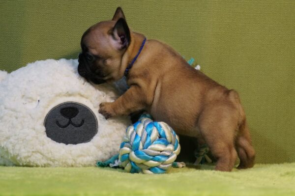 Ladik French Bulldog Ladik French Bulldog