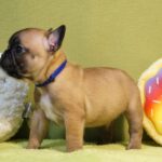 Ladik-male-french-bulldog-puppy-for-sale-1 (2)