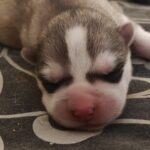 Ladik-male-siberian-hasku-puppy-for-sale-1