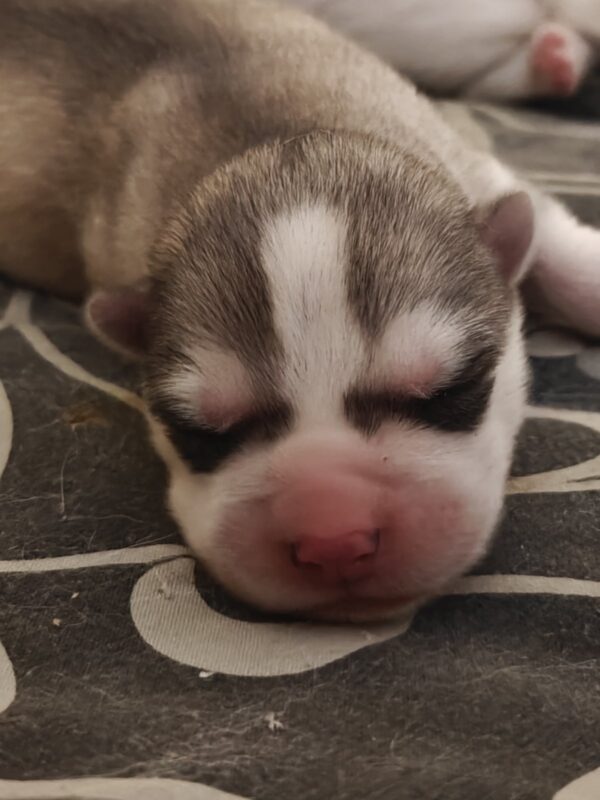 Ladik Siberian Husky Ladik Siberian Husky