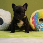 Lady-female-french-bulldog-puppy-for-sale-1 (1)
