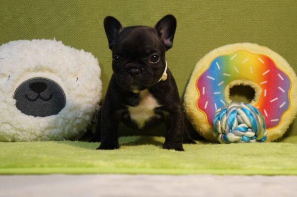 Lady French Bulldog Lady French Bulldog
