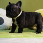 Lady-female-french-bulldog-puppy-for-sale-1 (2)
