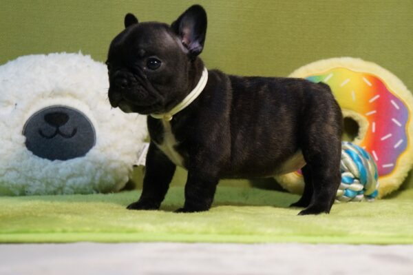 Lady French Bulldog Lady French Bulldog