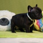 Lady-female-french-bulldog-puppy-for-sale-1 (3)