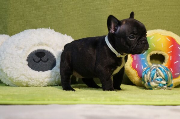 Lady French Bulldog Lady French Bulldog