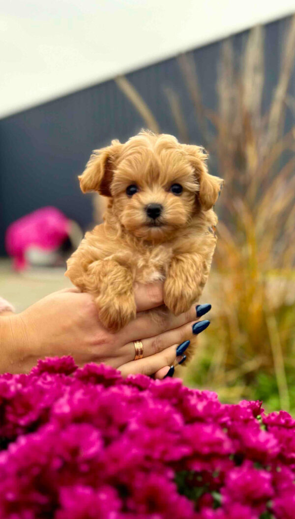 Laid Maltipoo