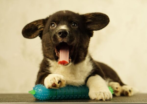 Lance Welsh Corgi Lance Welsh Corgi