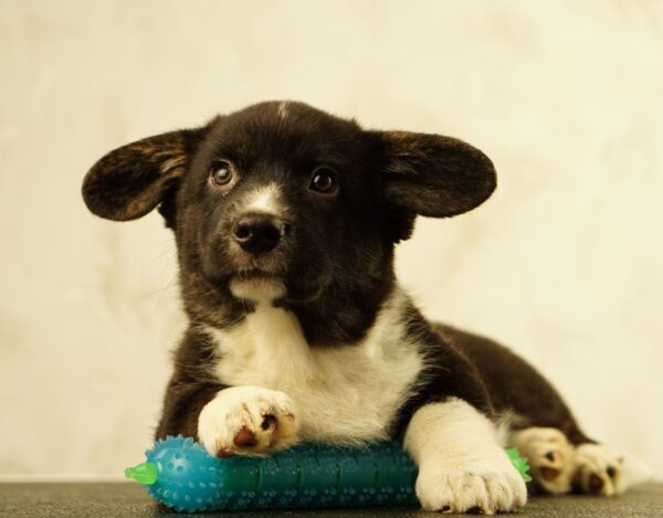 Lance Welsh Corgi Lance Welsh Corgi