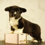 Lance-male-Welsh-Corgi-puppy-for-sale-3