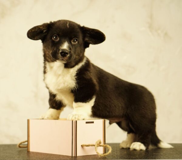 Lance Welsh Corgi Lance Welsh Corgi