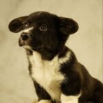 Lance-male-Welsh-Corgi-puppy-for-sale-4