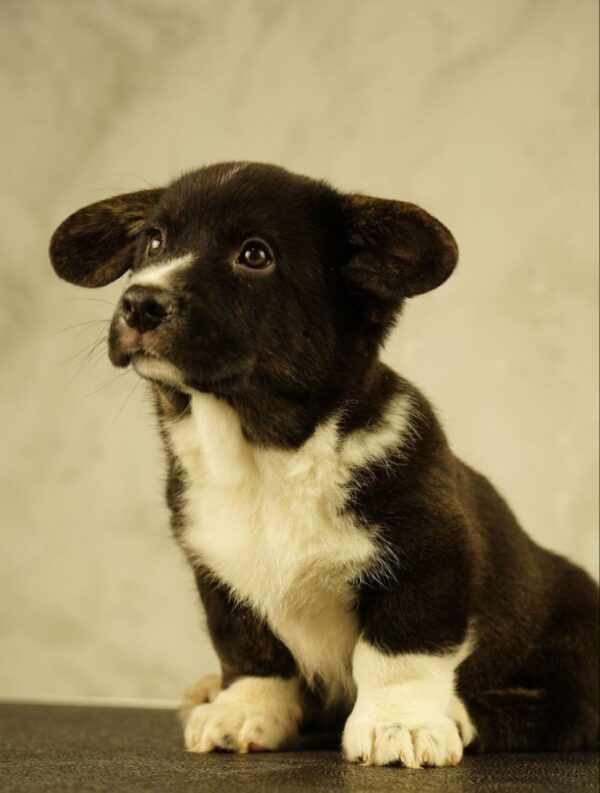 Lance Welsh Corgi Lance Welsh Corgi