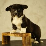 Lance-male-Welsh-Corgi-puppy-for-sale-5