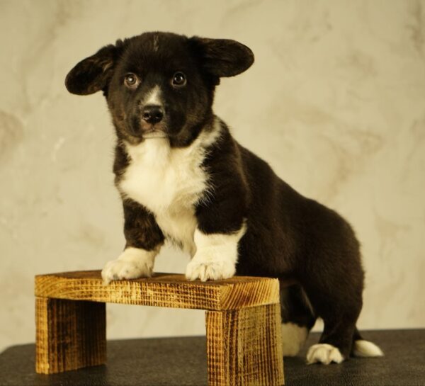 Lance Welsh Corgi Lance Welsh Corgi