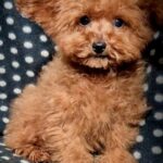 Larick-male-Toy-Poodle-puppy-for-sale-1