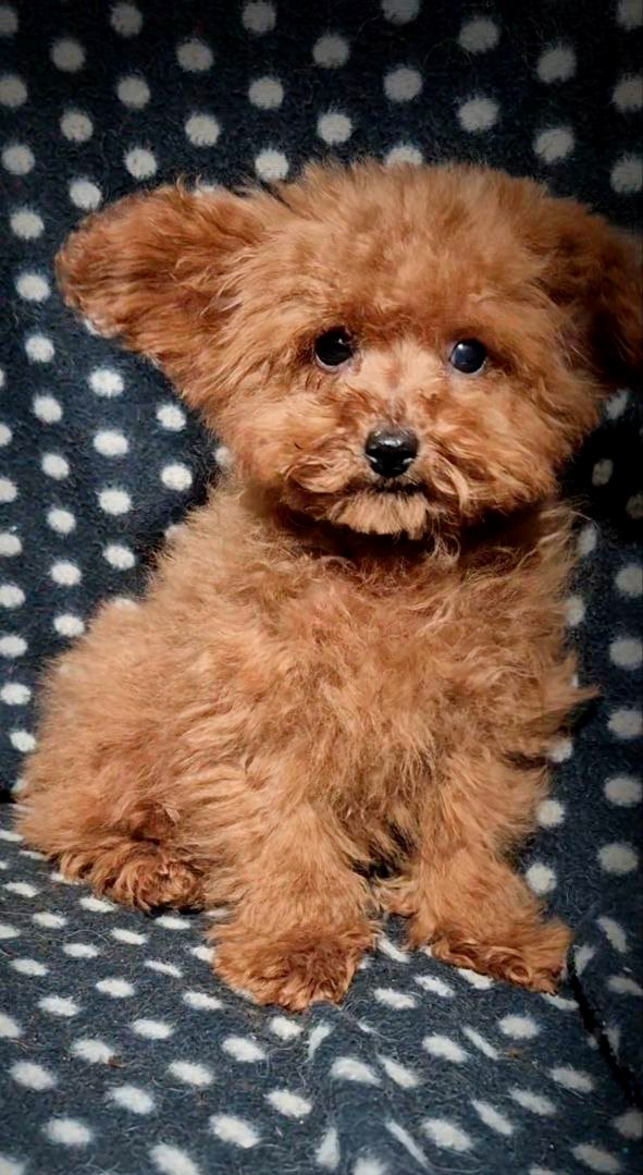 Larick Toy Poodle