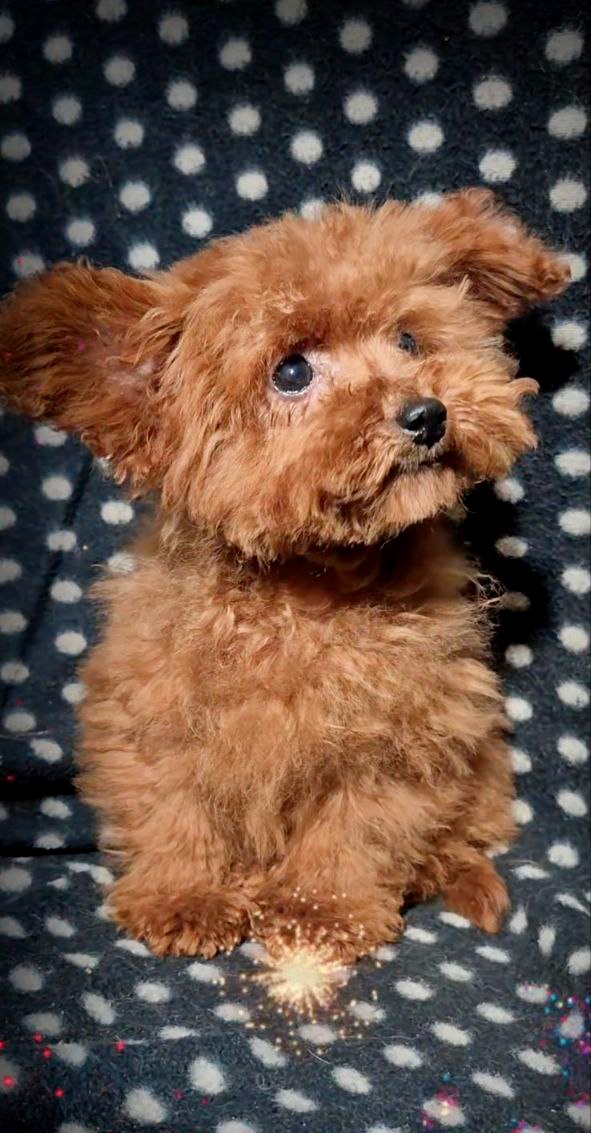 Larick Toy Poodle