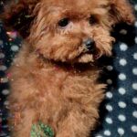Larick-male-Toy-Poodle-puppy-for-sale-3