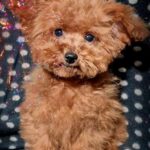 Nikki Toy Poodle
