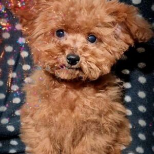 Larick Toy Poodle
